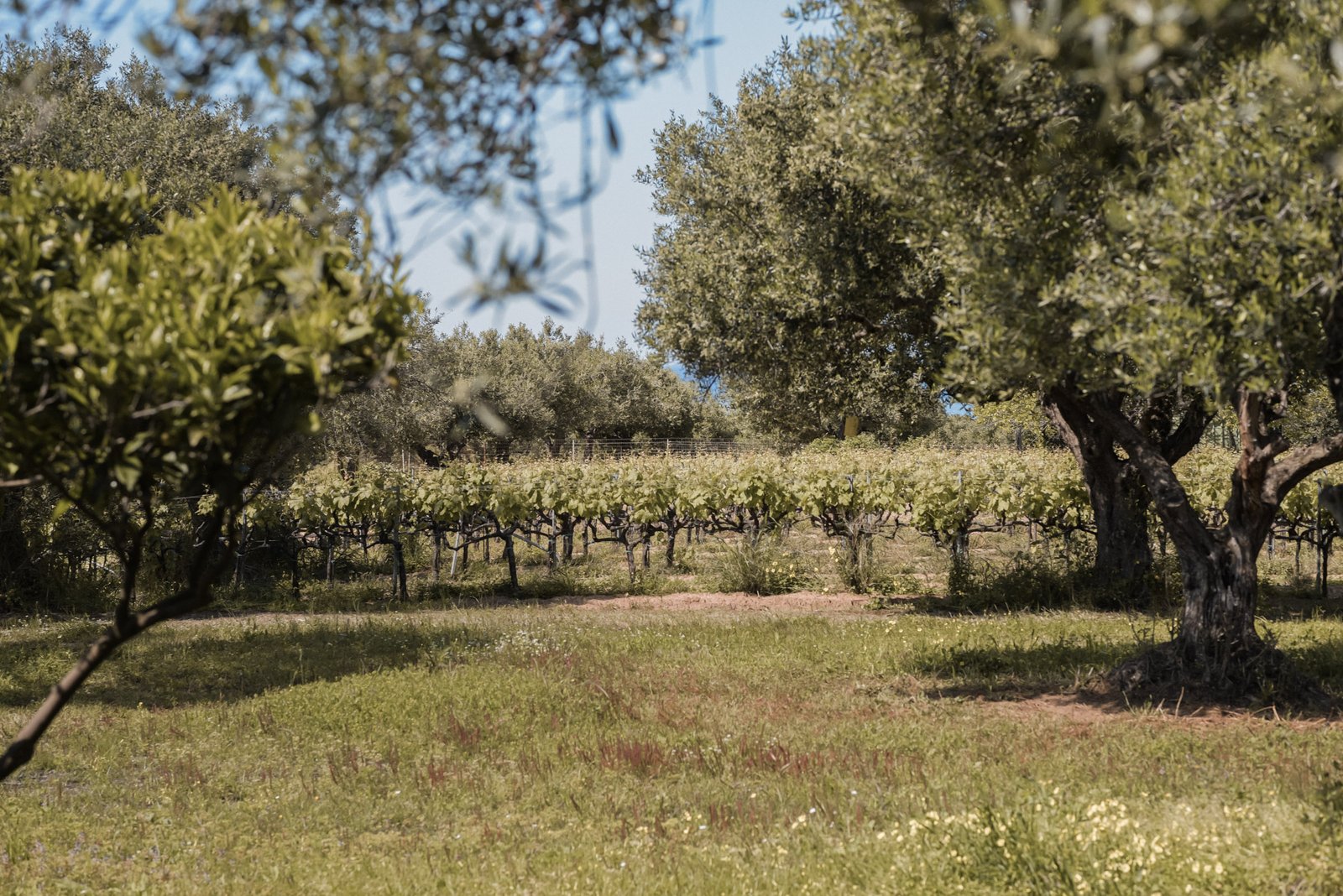 Villa Sofia - Rear Veranta View - Lithies Organic Farm